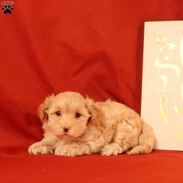 Foxy, Morkie-Poo Puppy